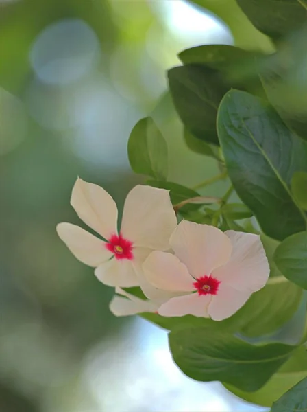 Gros Plan Rose Blanc Pervenche Madagascar Fleurs Plantes Dans Jardin — Photo