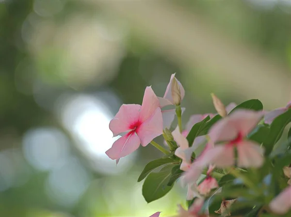 Gros Plan Rose Blanc Pervenche Madagascar Fleurs Plantes Dans Jardin — Photo