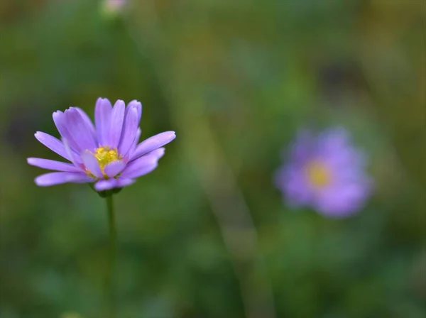 Closeup purple little daisy in garden with green blurred background ,macro image .soft focus ,sweet color