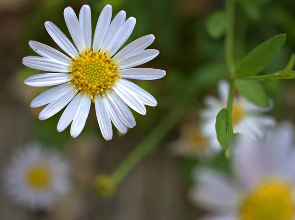 Gros Plan Fleur Marguerite Commune Blanche Dans Jardin Avec Fond — Photo