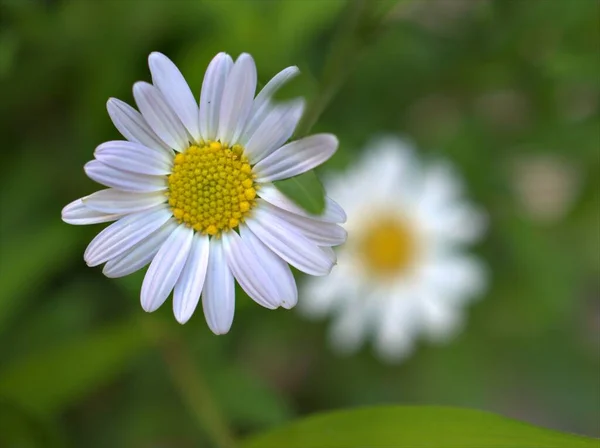 Nahaufnahme Weißes Gänseblümchen Garten Mit Grün Verschwommenem Hintergrund Makrobild Süße — Stockfoto