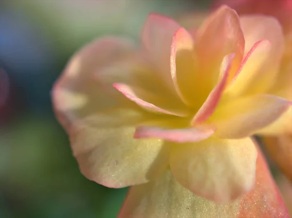 Närbild Gula Kronblad Begonia Blomma Trädgården Med Suddig Bakgrund Makro — Stockfoto