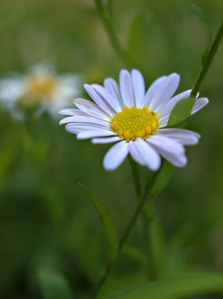 Closeup White Common Daisy Flower Garden Green Blurred Background Macro — Stock Photo, Image