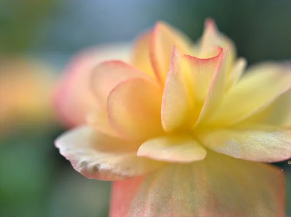 Närbild Gula Kronblad Begonia Blomma Trädgården Med Suddig Bakgrund Makro — Stockfoto