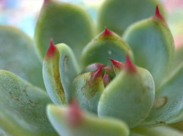 Closeup Cacto Suculenta Planta Deserto Com Foco Suave Fundo Borrado — Fotografia de Stock