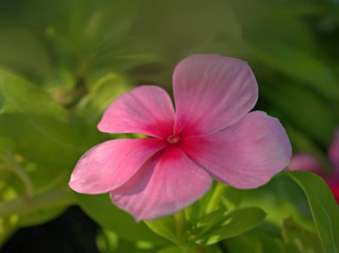 Kapalı pembe - Bahçedeki kırmızı menekşe çiçekleri bulanık arka plan, makro görüntü, tatlı renk, yumuşak odak