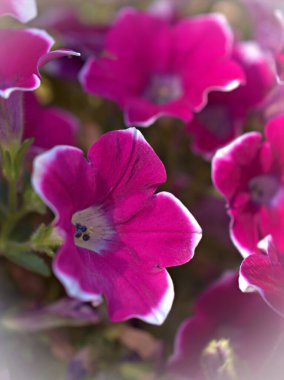 Kapalı beyaz - Bahçedeki pembe petunya çiçekleri, bulanık arka plan, tatlı renk, yumuşak odak