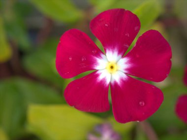 Kapalı pembe - kırmızı menekşe madagaskar çiçeği yeşil bulanık arka plan, makro resim tatlı renk, yumuşak odak