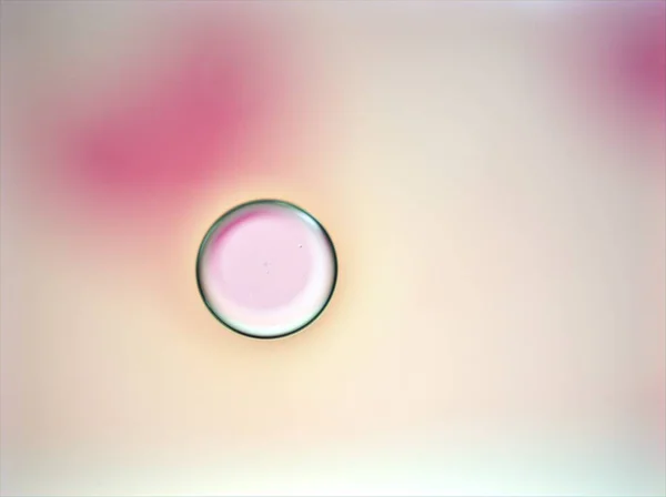 Closeup oil droplets (bubbles ) with white-pink sweet color  ,abstract background ,macro image, pastel wallpaper ,blurred water drops for card design