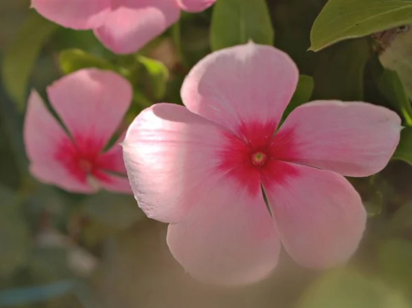 Closeup Ροζ Κόκκινο Periwinkle Madagascar Λουλούδια Στον Κήπο Θολή Φόντο — Φωτογραφία Αρχείου