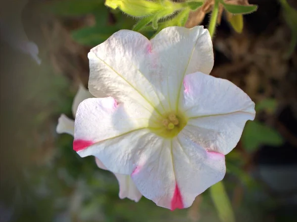 Primer Plano Blanco Flores Petunia Rosa Jardín Con Fondo Borroso — Foto de Stock