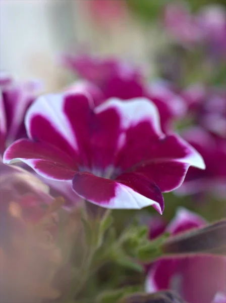 Primer Plano Blanco Flores Petunia Rosa Jardín Con Fondo Borroso — Foto de Stock