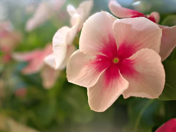 背景模糊 宏观形象 色泽甜美 焦点柔和的花园中的白粉红紫相间的月桂花 — 图库照片