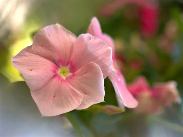 Primer Plano Blanco Rosa Rojo Púrpura Flores Madagascar Periwinkle Jardín —  Fotos de Stock