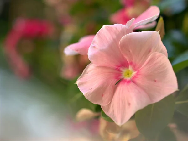 Zbliżenie Biały Różowy Czerwony Fioletowy Periwinkle Madagaskar Kwiaty Ogrodzie Rozmytym — Zdjęcie stockowe