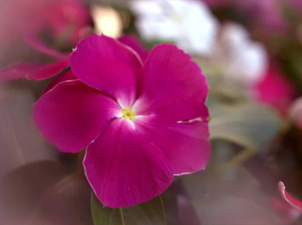 Primer Plano Blanco Rosa Rojo Púrpura Flores Madagascar Periwinkle Jardín —  Fotos de Stock