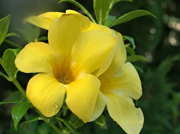 Zbliżenie Żółte Płatki Kwiatów Allamanda Cathartica Kroplą Wody Niewyraźne Tło — Zdjęcie stockowe
