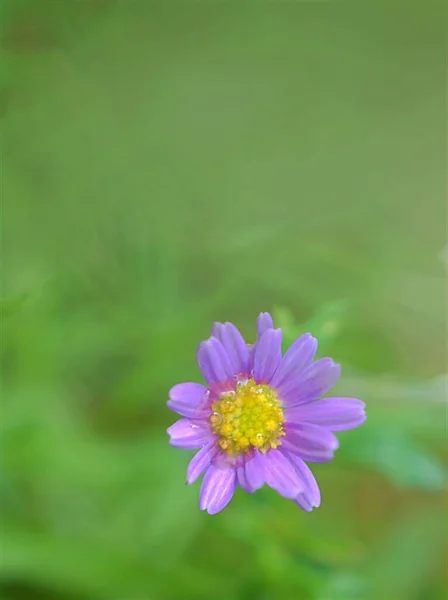 Closeup petals of purple little daisy flower plants in garden with bright green blurred background ,macro image ,soft focus for card design