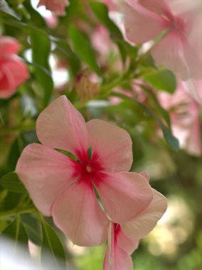 Kapalı pembe menekşe yaprakları (madagaskar) yeşil yapraklı ve bulanık arkaplanlı bahçede bitkiler, makro görüntü, kart tasarımı için tatlı renk