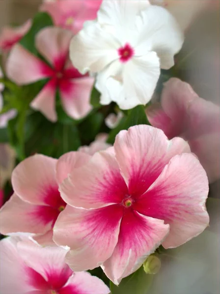 Primer Plano Blanco Rosa Periwinklemadagascar Flores Plantas Jardín Con Enfoque —  Fotos de Stock