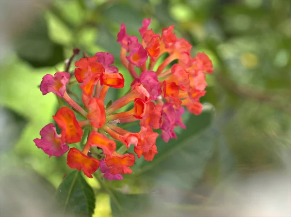 Detailní Růžovo Oranžové Květy Lantana Zahradě Měkkým Ostřením Jasně Zelené — Stock fotografie