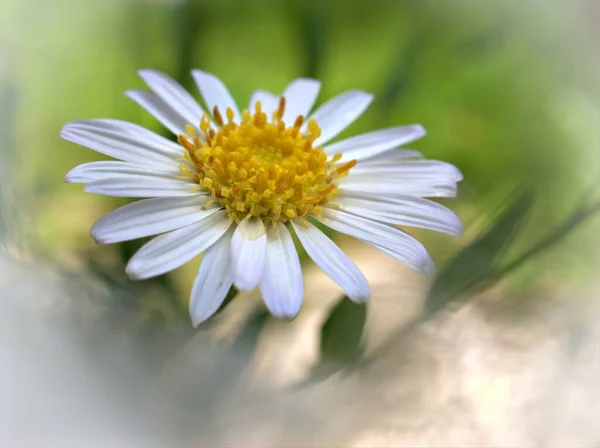 Closeup Bílá Obyčejná Sedmikráska Květina Oxeye Sedmikráska Zahradě Měkkým Ostřením — Stock fotografie
