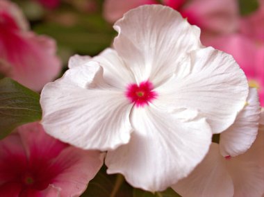 Kapalı pembe menekşe yaprakları (madagaskar) yeşil yapraklı ve bulanık arkaplanlı bahçede bitkiler, makro görüntü, kart tasarımı için tatlı renk