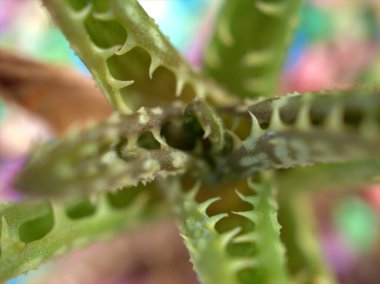 Kapalı yeşil sulu yaprak, parlak mavi arka planlı çöl bitkisi, makro görüntü, yaprakların tatlı rengi