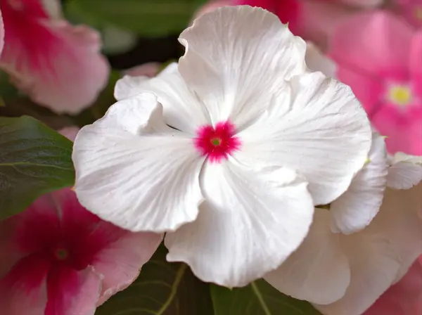緑の葉とぼやけた背景 マクロ画像 カードデザインのための甘い色を持つ庭のペリウィンクル マダガスカル の花の植物の白いピンクの花びらを閉じます — ストック写真