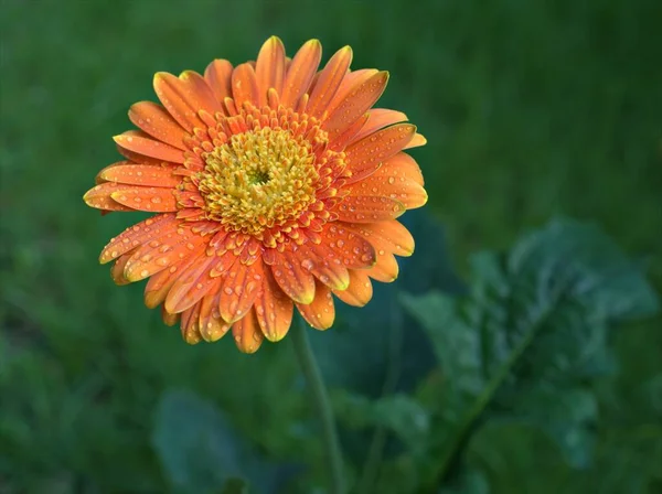 Zbliżenie Pomarańczowy Gerbera Stokrotka Kwiat Transvaal Stokrotka Rośliny Ogrodzie Krople — Zdjęcie stockowe