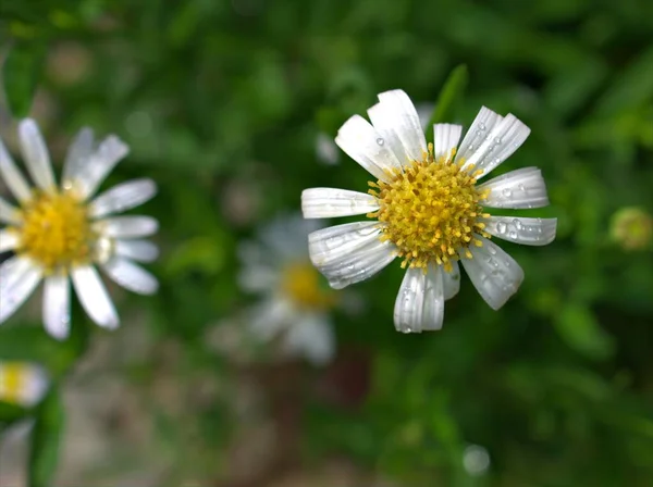 Detailní Bílá Obyčejné Sedmikrásky Květiny Oxeye Sedmikrásky Zahradě Kapkami Vody — Stock fotografie