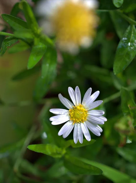 Closeup Branco Comum Daisy Flores Oxeye Margarida Jardim Com Gotas — Fotografia de Stock