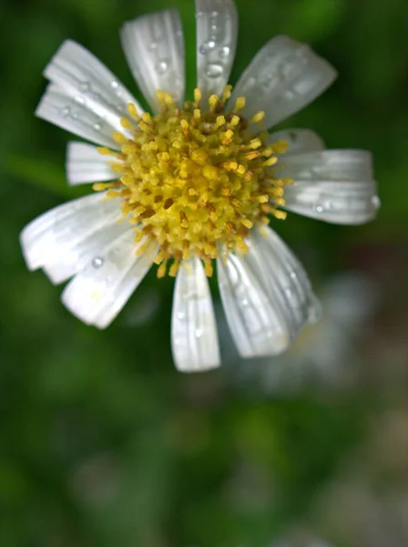 水滴と緑のぼやけた背景 マクロ画像 甘い色 柔らかい焦点を持つ庭で白い一般的なデイジーの花 Oxeye Daisy を閉じます — ストック写真
