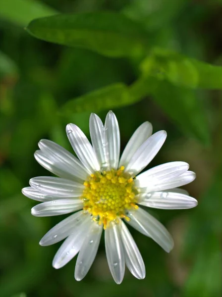 Szoros Fehér Közös Százszorszép Virágok Oxeye Margaréta Kertben Vízcseppek Zöld — Stock Fotó