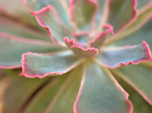 Zbliżenie Soczyste Echeveria Pustynna Roślina Miękkim Ostrością Rozmytym Tłem Makro — Zdjęcie stockowe