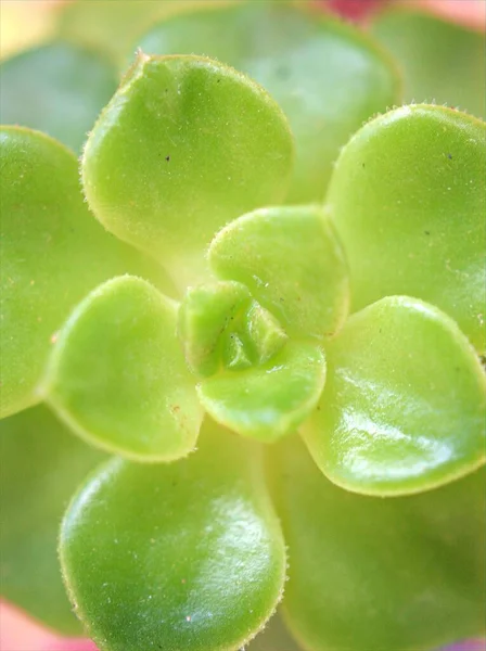 Nahaufnahme Grünes Blatt Einer Saftigen Pflanze Garten Mit Grün Verschwommenem — Stockfoto