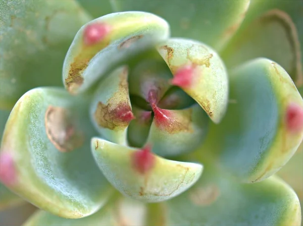 Nahaufnahme Grünes Blatt Einer Saftigen Wüstenpflanze Mit Hellblauem Hintergrund Makrobild — Stockfoto
