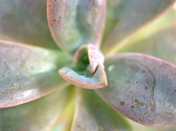 Detailní Zelený List Šťavnaté Pouštní Rostlina Jasně Modrým Pozadím Makro — Stock fotografie