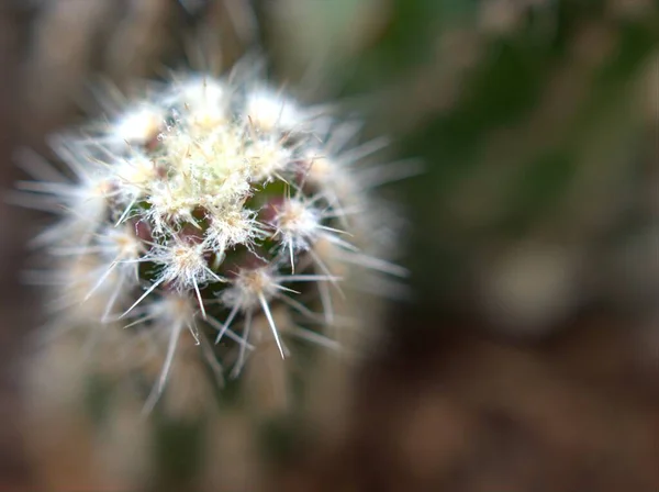 Gros Plan Plante Désert Cactus Vert Avec Fond Flou Macro — Photo