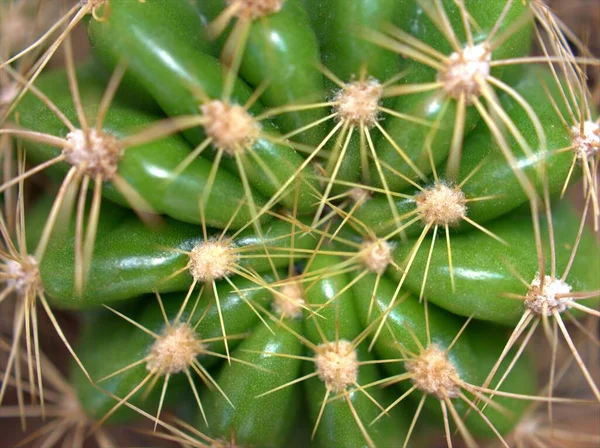 Szekrény Zöld Kaktusz Sivatagi Növény Elmosódott Háttér Makró Kép Puha — Stock Fotó