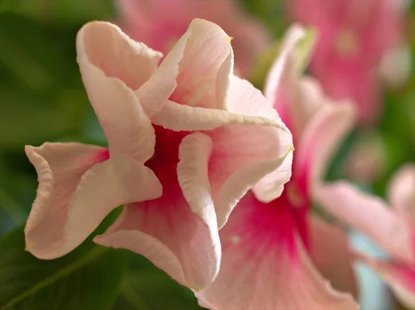 Primer Plano Vinilo Blanco Madagascar Flores Plantas Jardín Con Fondo — Foto de Stock