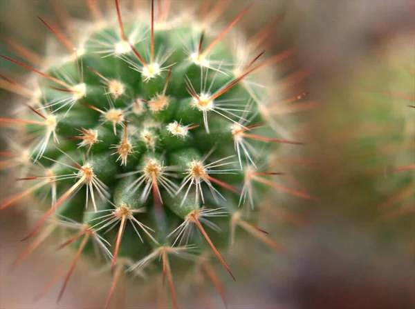 Detailní Zelená Kaktusová Pouštní Rostlina Rozmazaným Pozadím Makro Image Měkkým — Stock fotografie