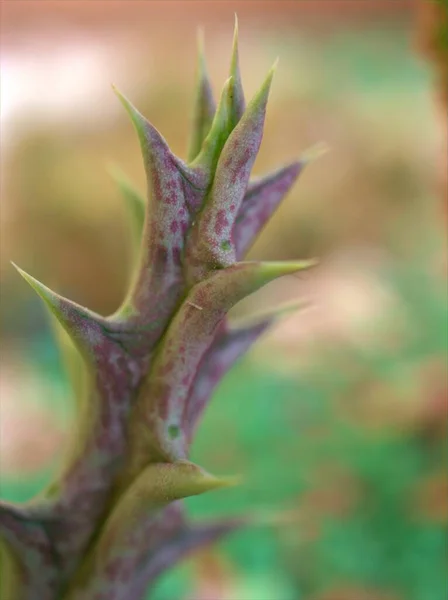 草绿色仙人掌荒漠植物 背景模糊 宏观形象和软焦点 色泽甜美 — 图库照片