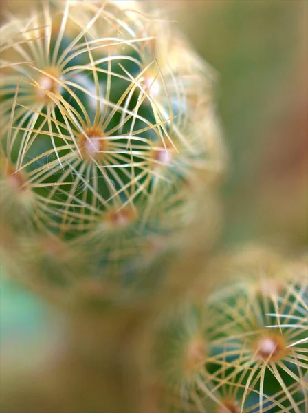 Närbild Grön Kaktus Öken Växt Med Suddig Bakgrund Makro Bild — Stockfoto