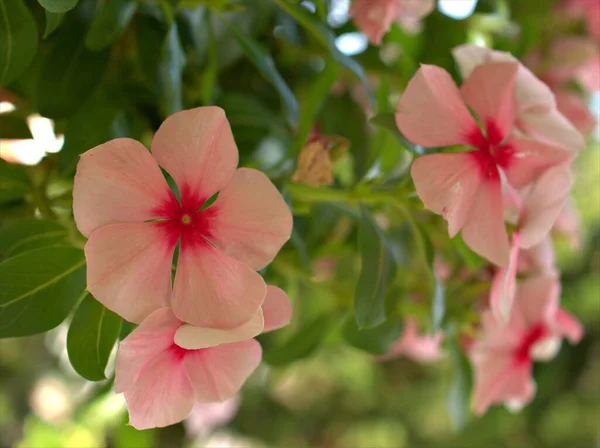 緑のぼやけた背景 マクロ画像 甘い色 カードデザインのためのソフトフォーカスを持つ庭の白いウィンクルマダガスカルの花の植物を閉じます — ストック写真