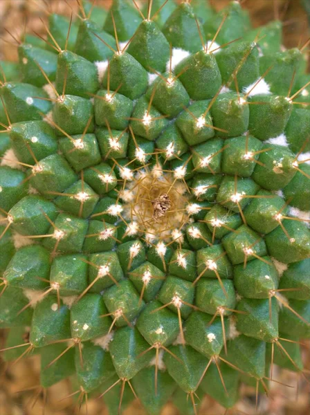 Gros Plan Plante Désert Cactus Vert Avec Fond Flou Macro — Photo