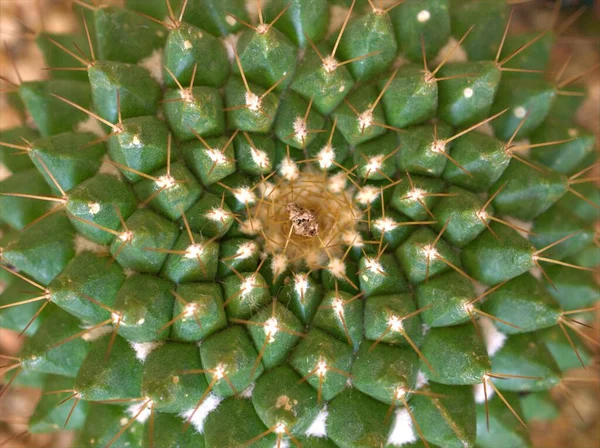 草绿色仙人掌荒漠植物 背景模糊 宏观形象和软焦点 色泽甜美 — 图库照片