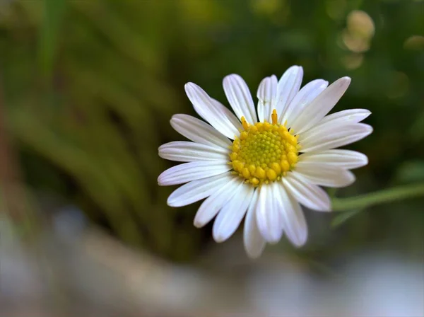 Fechar Pétalas Brancas Flor Margarida Comum Margarida Oxeye Jardim Com — Fotografia de Stock