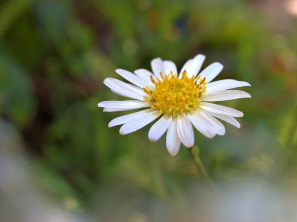 Szoros Fehér Szirmok Közös Százszorszép Virág Oxeye Margaréta Kertben Puha — Stock Fotó
