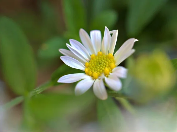 Zbliżenie Białe Płatki Wspólne Stokrotka Kwiat Oxeye Stokrotka Ogrodzie Miękkim — Zdjęcie stockowe
